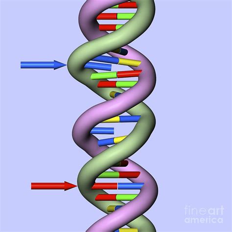 The dna sequence of a gene can be altered in a number of ways. Dna Mutations Photograph by Russell Kightley/science Photo ...
