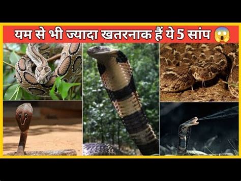 Top Most Dangerous Snakes In