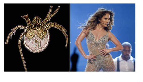 Biologists Name Water Mite After American Singer Jennifer Lopez