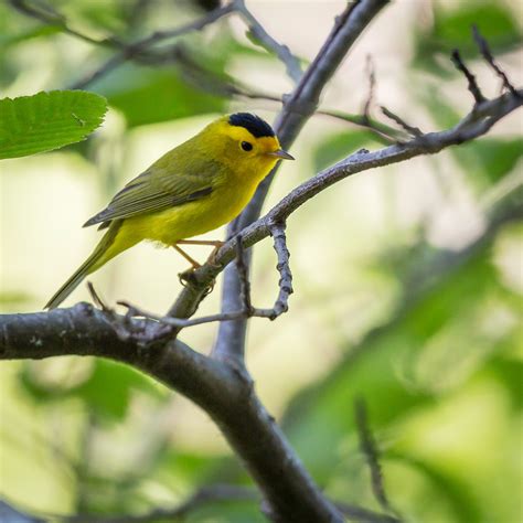 Ten Ways To Help Wild Birds Second Nature Garden Design