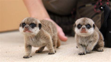 We Love A Good Meerkat But Its Not Often That You See Baby Versions