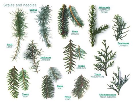 Tree Identification Types Of Pine Trees Types Of Evergreen Trees