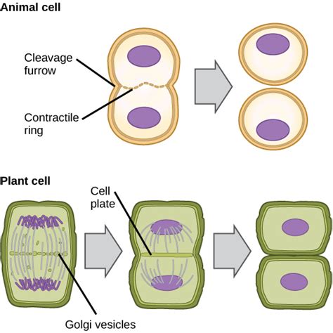 Two Cell Stage