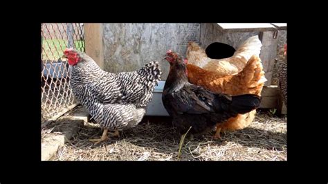 My Backyard Chickens Youtube