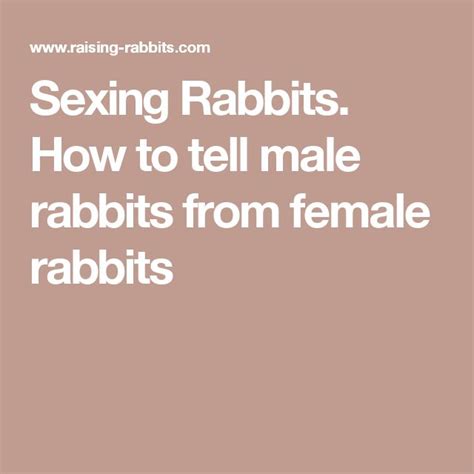 Sexing Rabbits How To Tell Male Rabbits From Female Rabbits Female