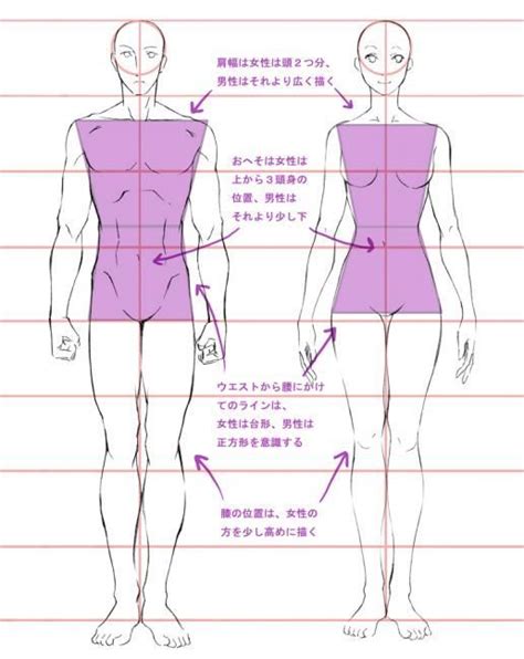 男女比較 正面 Tutorial De Anatomía Como Dibujar Cuerpos Cosas De Dibujo