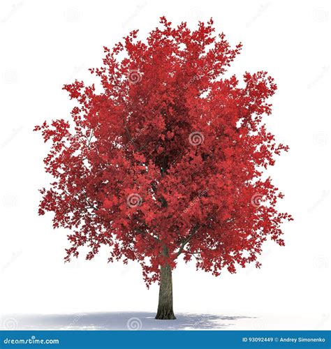 Red Autumn Maple Tree Isolated On White 3d Illustration Stock
