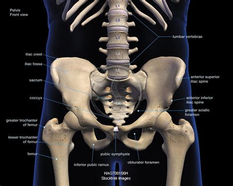 Labeled 3d Medical Illustration Of Male Pelvis Hip And Leg Bones On