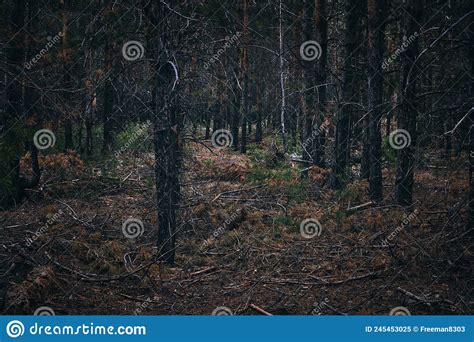 Autumn Pine Forestnature Plants And Trees Stock Image Image Of