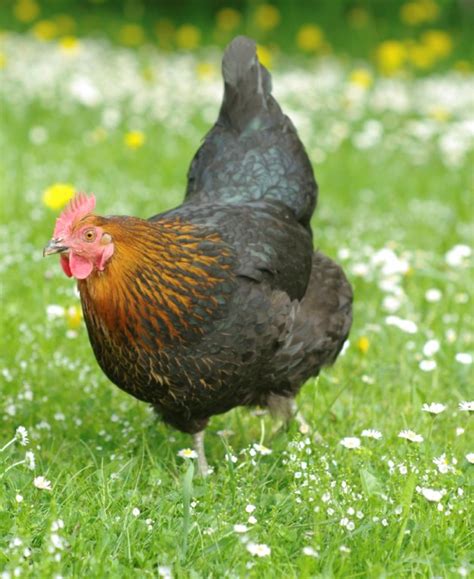 Black Star Chickens Rooster