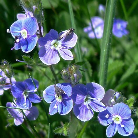 Common Field Speedwell