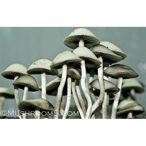 Panaeolus Cambodginiensis Highly Active White Magic Mushroom Spore Print