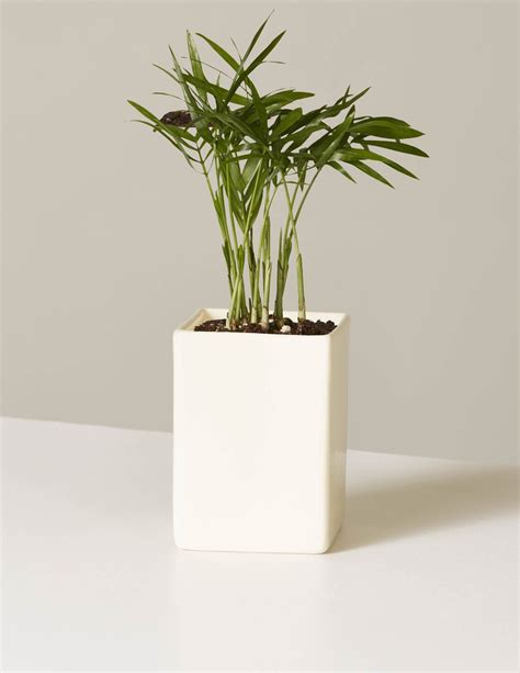 Maybe you would like to learn more about one of these? THE SILL: Buy plants online! :D | Mini plants, Buy plants ...