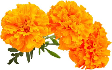 Marigold Flower Png Image Png All Png All