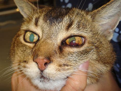 If your cat is scheduled for a routine blood test at if you are planning to test your cat's blood glucose at home, keep a positive attitude, gently restrain your cat, and warm their ear before testing. Feline Hypertension (high blood pressure) | Perth Cat ...