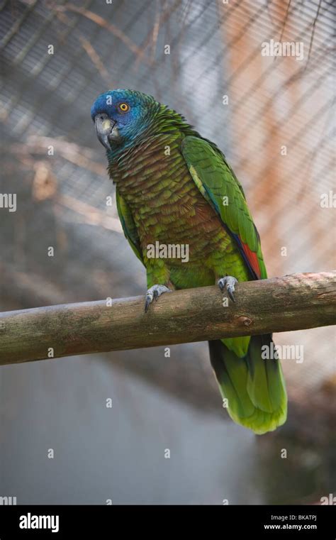 Saint Lucia Parrot Amazona Versicolor Female One Of The Individuals