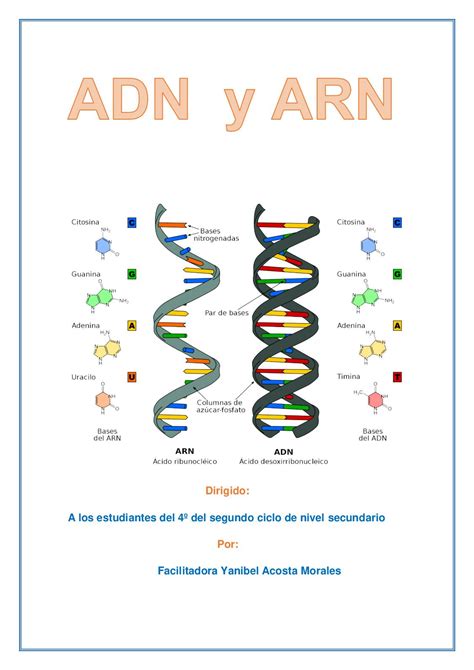 Mapa Conceptual Del Adn Y Arn Necto Images