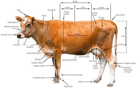 It is composed of many different types of cells that together create tissues and subsequently organ systems. "Animal Body Parts" Vocabulary in English - ESLBuzz ...