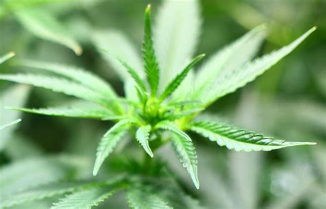 Ponderações Sobre Cultivo De Cannabis Para Uso Medicinal Da Planta Ou