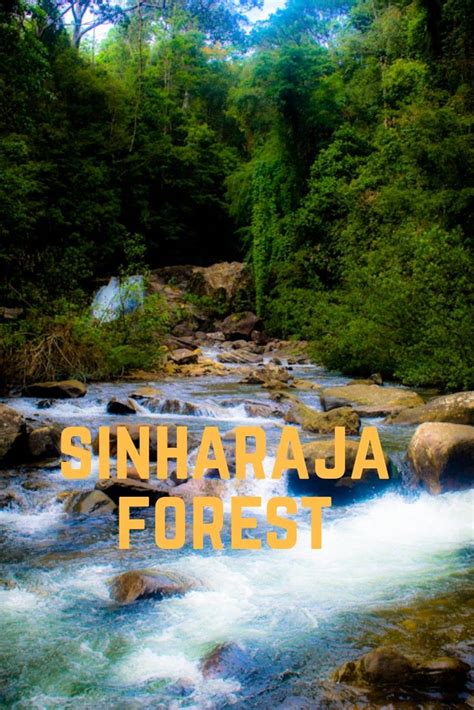 Forest Sinharaja In 2020 World Heritage Sites Forest Reserves Forest