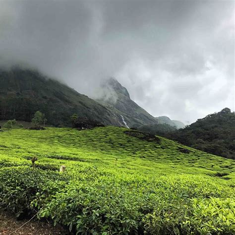 1366x768px Free Download Hd Wallpaper India Munnar Tea Mountain