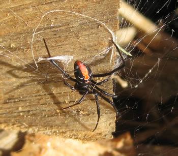 Call us today at leap pest control (pty)ltd for a free quotation on what evers bugging you,with 10 years experience behind us we have the skill to eradicate and eliminate any. Red Back Spiders | Facts | Pest Control Sydney