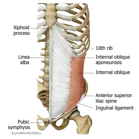 I need something that's bodyweight and i am aware that i'd need to rather than being a muscle, its a combination of the location of your hips and certain ligaments in the lower abdomen. Moving from the core: An Anatomy lesson - Circus Now