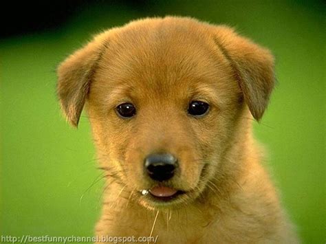 Cute And Funny Pictures Of Animals 54 Puppies 3 Домашние собаки