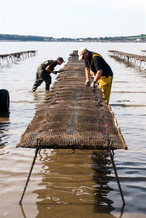 Blog 1 Setting Up The Oyster Farm Atlantic Edge Oysters