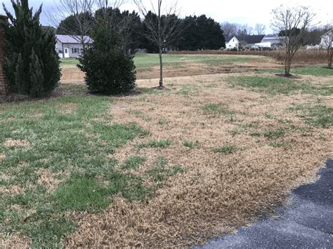 Why Does Grass Go Dormant In The Winter And What To Do