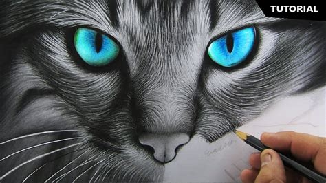 How To Draw Cats Realistic Draw Spaces