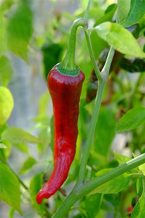 Heirloomsupplysuccess Heirloom Kashmiri Chili Pepper Seeds Etsy