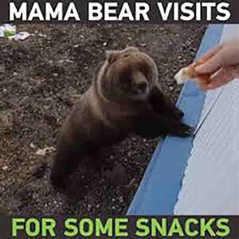 Proud Momma Bear Meme