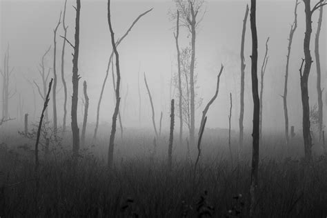 Fotos Gratis árbol Bosque Rama En Blanco Y Negro Niebla Mañana