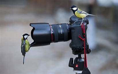 Birds Camera Wallpapers Animal Desktop Titmouse Resolution