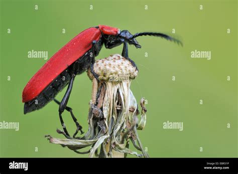 Scarlet Fire Beetle Cardinal Beetle Pyrochroa Coccinea Sitting On A