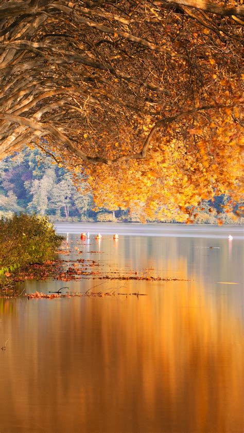 Yellow Autumn Leafed Trees Reflection On River 4k Hd Nature Wallpapers