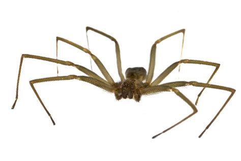 Learn About Brown Recluse Spiders Utah Guardian Pest Control