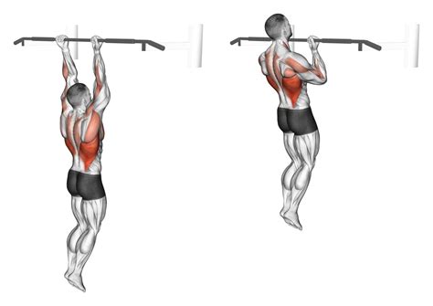Chin Ups Benefits Muscles Worked And More Inspire Us