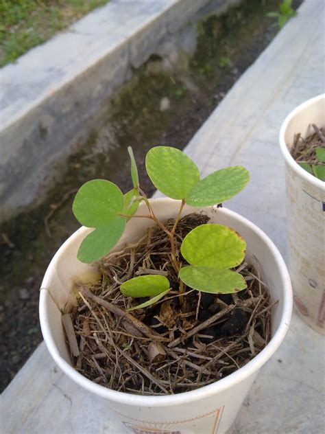 Kok bisa kalimat monyet pakai jas hujan malah yang direkomendasikan? rookie gardener (pekebun amatur): Bunga-bunga di musim hujan