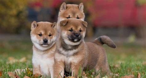 They are kind of traditional, well, not really traditional but common french pet names… a rather common french pet name for a dog too. Japanese Pet Names - Amazing Pet Names Inspired By Japan