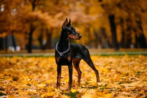 Doberman Pinscher Colors Coats Markings Pictures Peacecommission