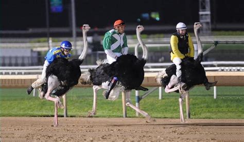 Ostrich Racing At Hhs The Clarion
