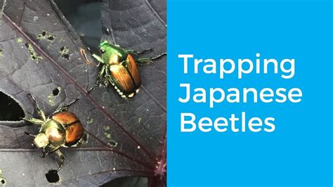 Trapping Japanese Beetles Youtube