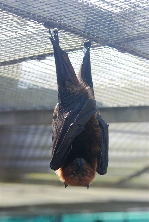 Rodrigues Fruit Bat At Lubee Bat Conservancy 111013 Zoochat