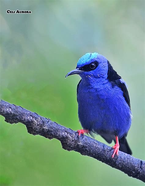 Brazilian Wild Birds Brazil Blue Wallpapers Hd Desktop And Mobile