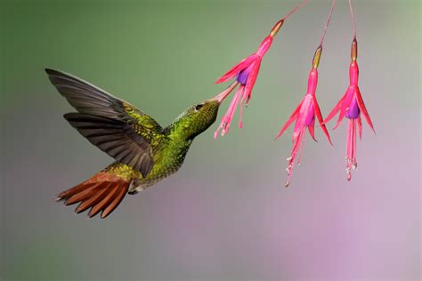 Hummingbirds Can See Colors We Cant Even Imagine Focus On Arts And