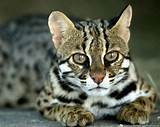 They are one of the most popular pets in the world. Bengaalse kat - Ras info :: Bengaalcattery