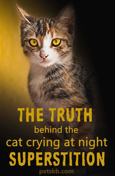 Cats Crying At Night Superstition The Possible Origins Cat Crying