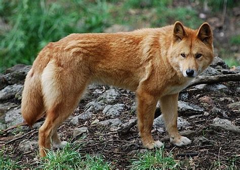 Dingo Facts Animal Facts Encyclopedia